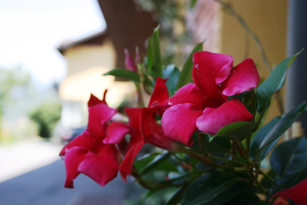 Agriturismo Forest B&B Iseo Zewnętrze zdjęcie